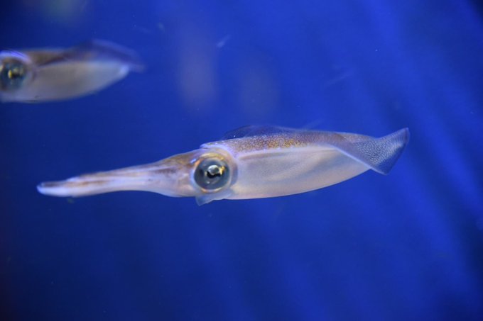 青森 浅虫水族館 のイルカショー 料金 営業時間 割引チケット Suizok全国水族館ネット