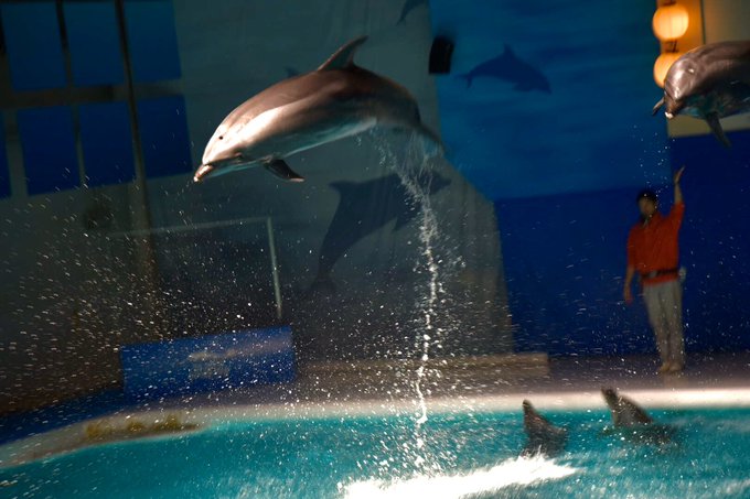 青森 浅虫水族館 のイルカショー 料金 営業時間 割引チケット Suizok全国水族館ネット