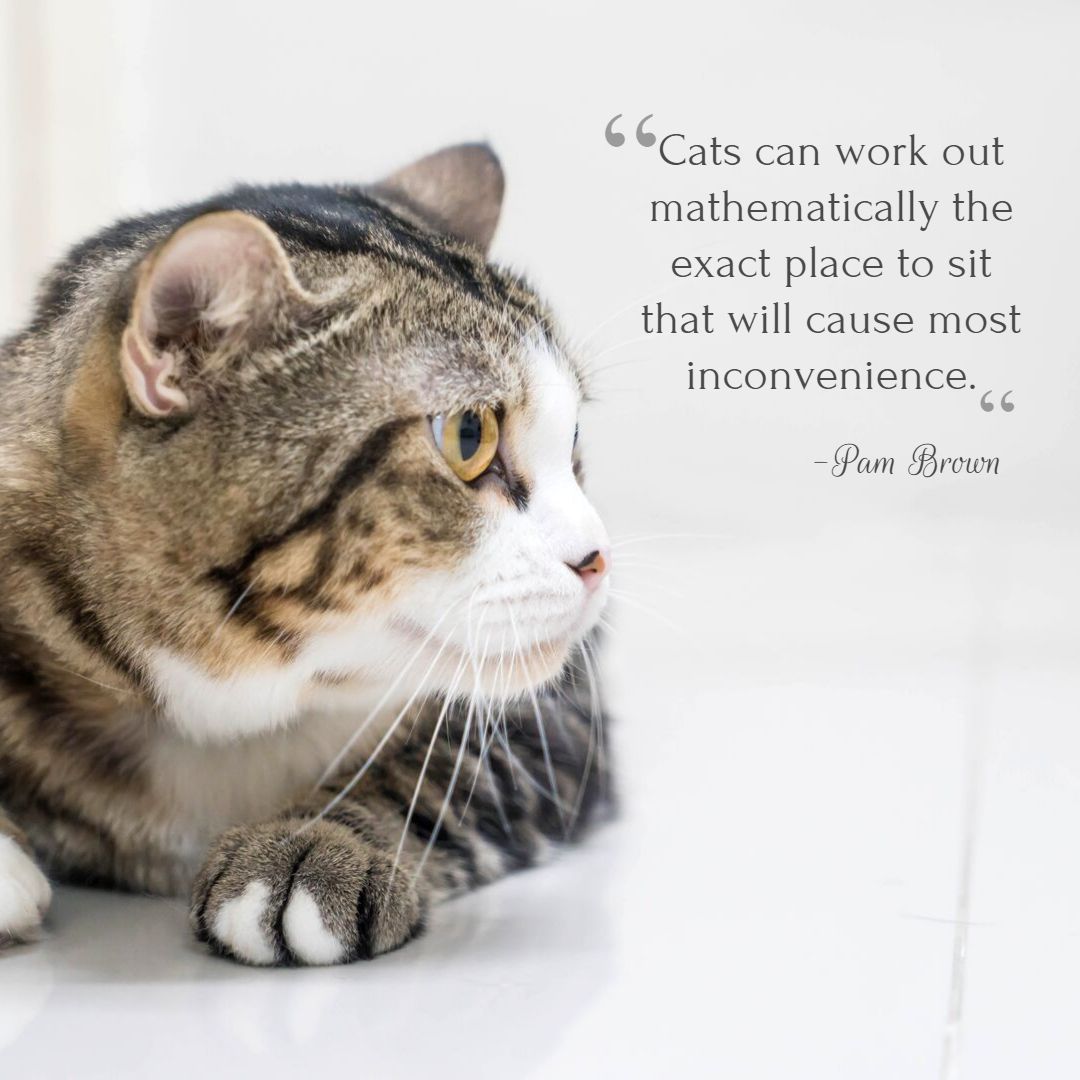 SoPurrfect's tweet photo. Cats do whatever they want. They're free like that. 

#cutecat #kitty #kittylove #catlove #cat #furry #paws https://t.co/FmntltGlOx
