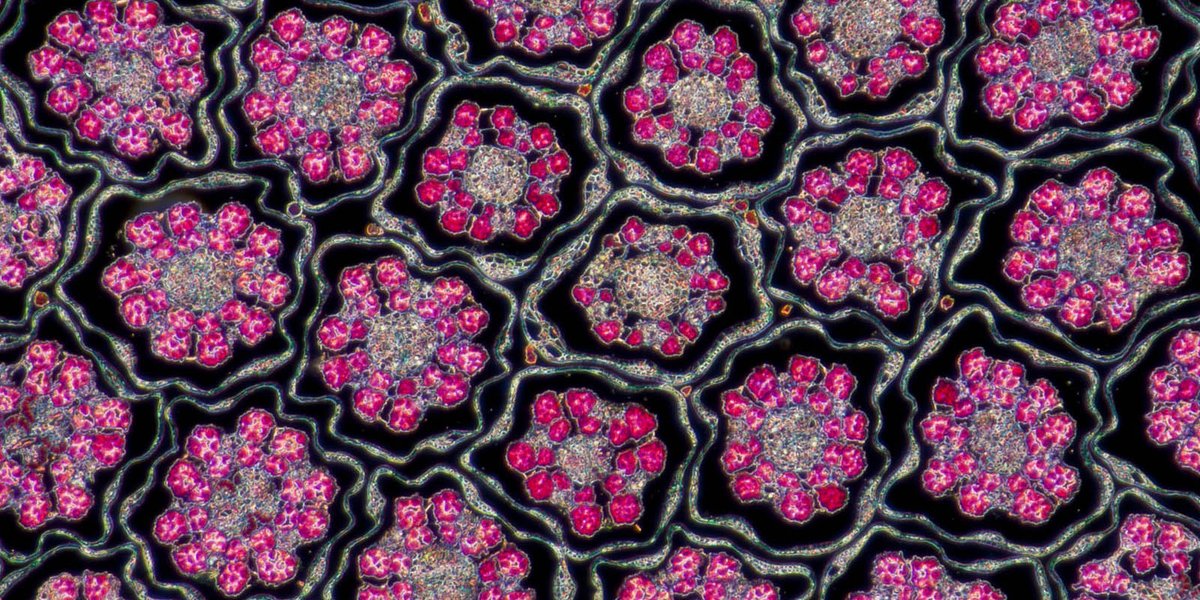 Have you taken a look at our stunning microscopy feed over on instagram?..... ow.ly/aUaT50wNs34
