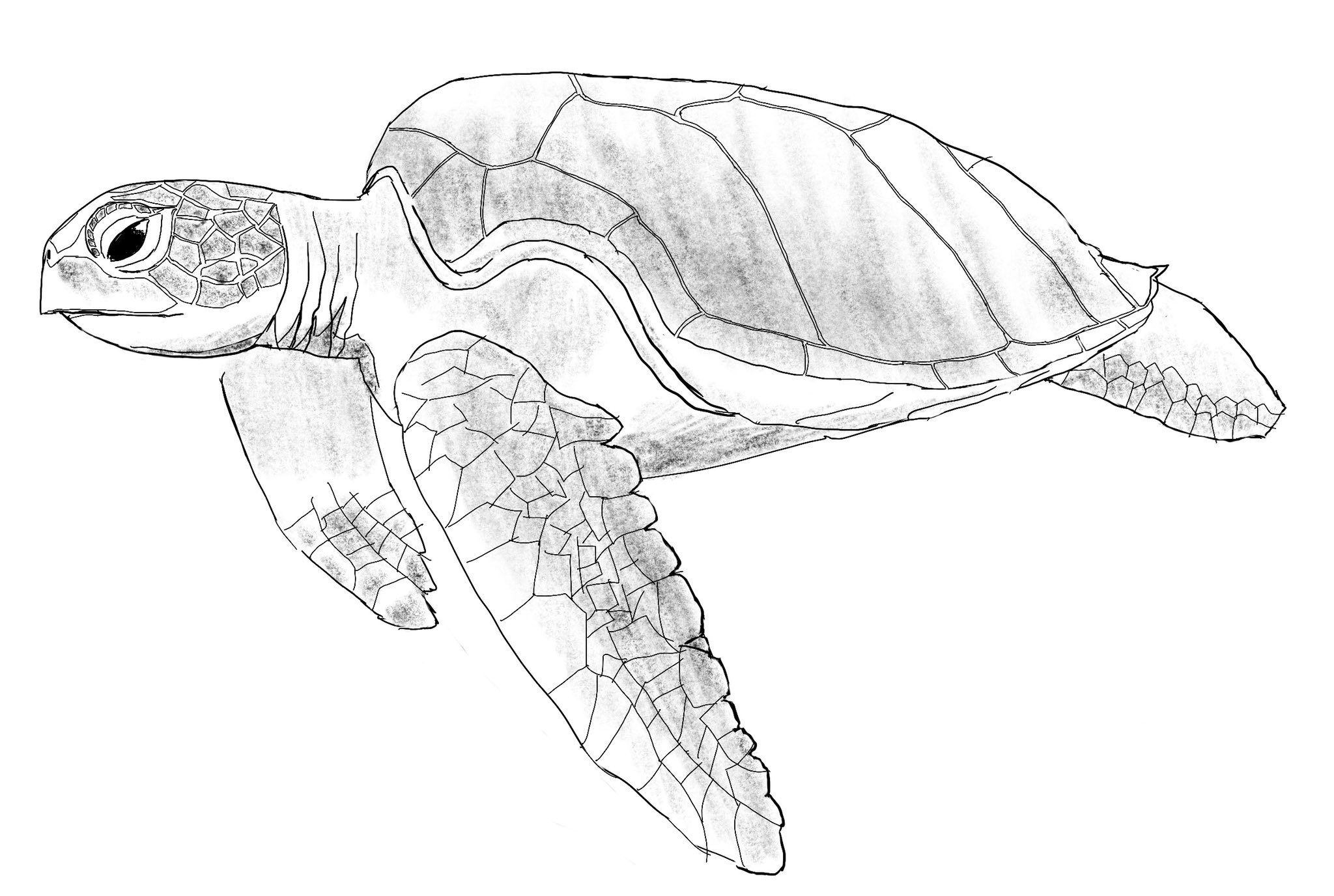 【原画】ウミガメの旅立ち ヨシ 3万7千キロをおよいだウミガメのはなし | リン・コックス