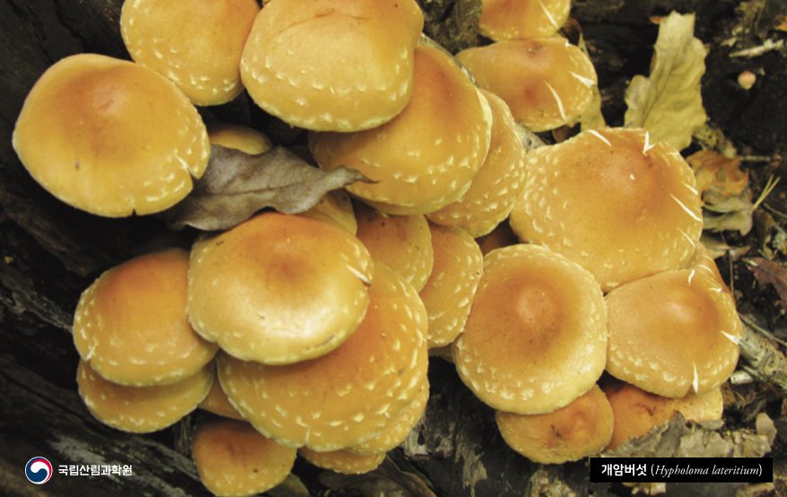 국립산림과학원 on X: "노란다발버섯은 우리나라에서 가장 흔하게 볼 수 있는 독버섯 중 하나입니다. 식용버섯인 개암버섯과 비슷하게  생겨서 노란개암버섯이라고도 부르며, 독버섯 중독사고를 자주 일으킵니다. 사진은 개암버섯과 노란다발버섯입니다~ https://t.co  ...