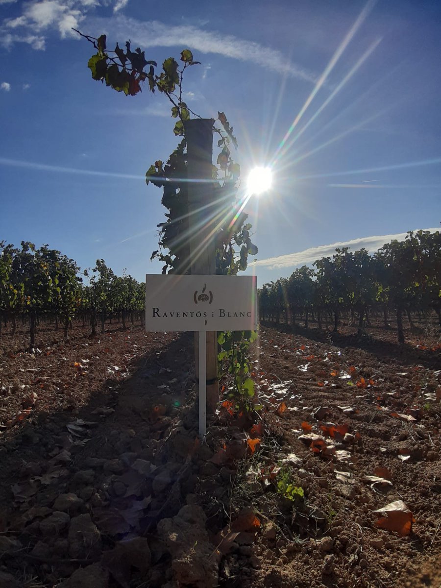 Good morning and #HappyMonday from #ConcadelRiuAnoia
🙌🙌⛅☀️🌞
#winelovers #winemakers #winemorning