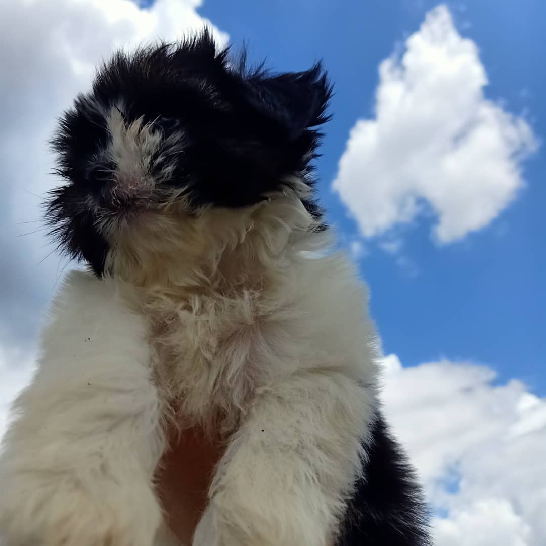 bosyet_'s tweet photo. Hey lil BOY! 🐾 https://t.co/TyvDUCBRlN