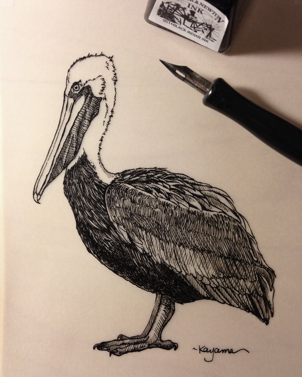 Inktober is here! #sciart prompt: physics, official: tread. #sciartnow: heart. Brown Pelican hunts fish with spectacular twisting plunge-dive. In medieval manuscripts, they pierce their own heart for their young.

#inktober #birdart #penandink #inktober2019 #Pelecanusoccidentalis