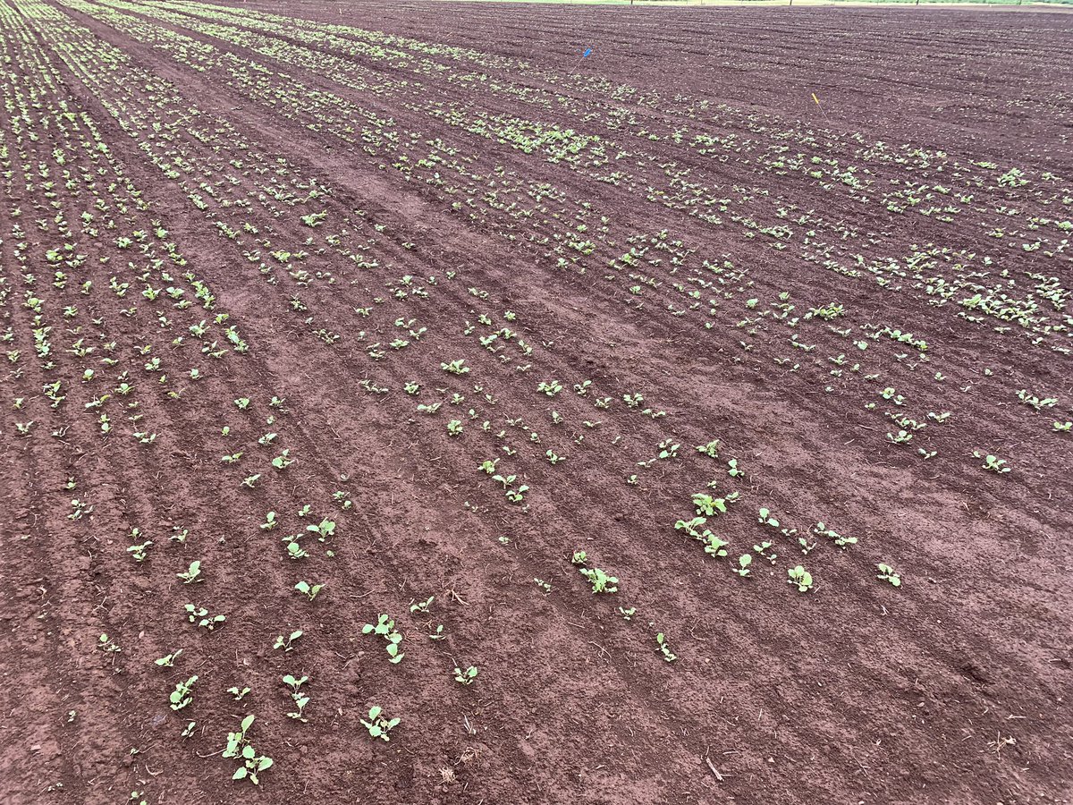 It’s still early days but our @DeakinCeRRF @Deakin #plant groth enhancing #bacteria #inoculant field trails are looking great! Our #pgpb could assist early sown summer crop #germination and growth @AgriEducate @ATMicrobial