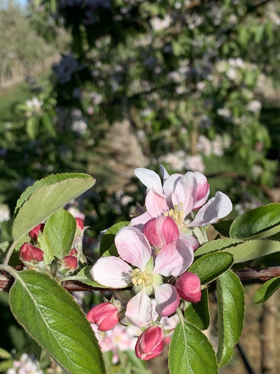 Royal Gala blossom looking beautiful 😀