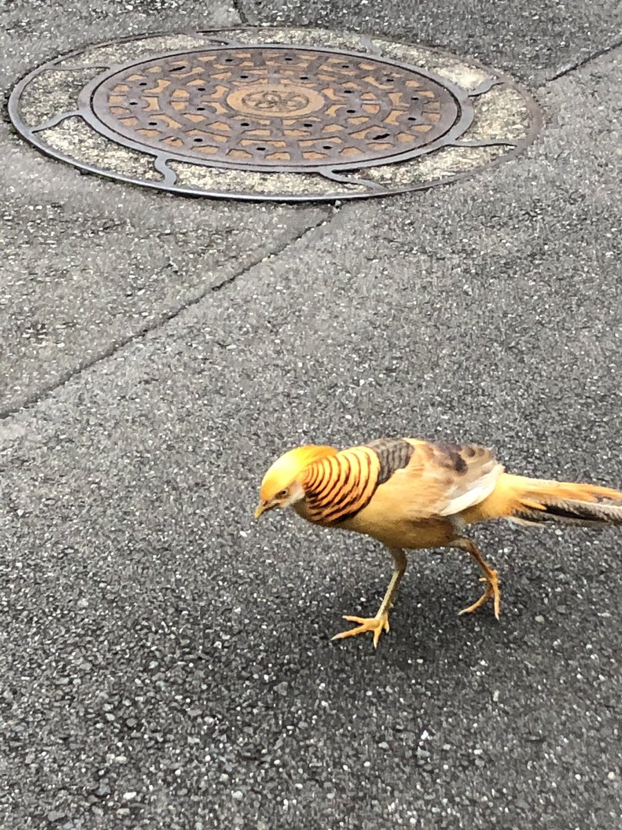 Kaaaaaaaaaaaaarin この子たぶん野生じゃないと思うんだけど 埼玉県所沢市でキイロキンケイ 黄色金鶏 金鶏 迷子になっちゃって探してる人いたら連絡ください キイロキンケイ 金鶏 迷い鳥