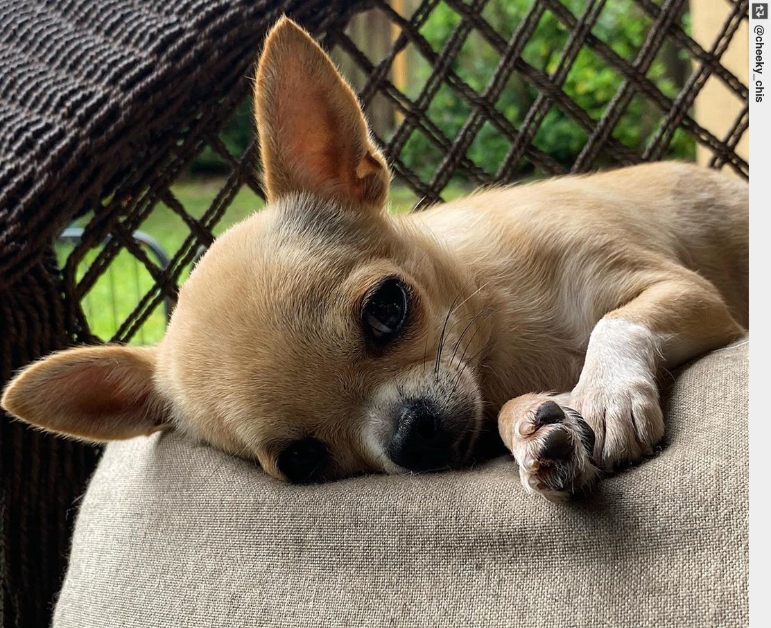 IngloriousDogs's tweet image. Saturday goals: Move just enough so they don’t poke me to make sure I’m still breathing.. . . #GoalsSet #GoalsMet #AndExceeded