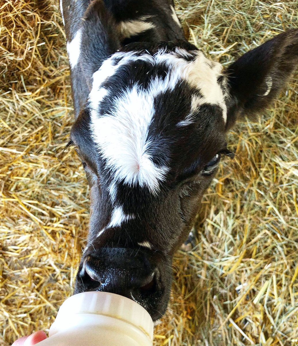 CowoftheDay1's tweet photo. 📅 21st October 2019 
🐮 Beau https://t.co/AHchVhAznp