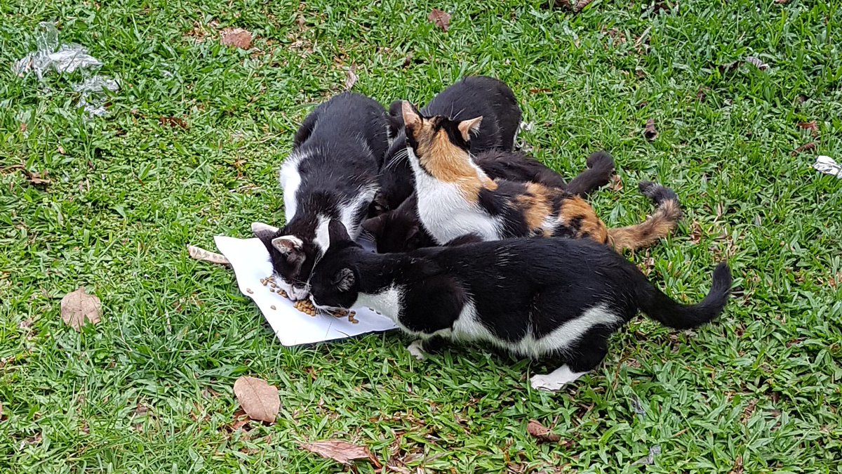 RedBlackL0ver's tweet photo. Today's #kucingkindness. A ah memang kucing sama je. As soon as aku park kereta time balik keje or in the morning, dengar bunyi alarm aku unlock kereta maka berlarianlah mereka datang mintak breakfast. 😙 https://t.co/pBnIWIcEYk