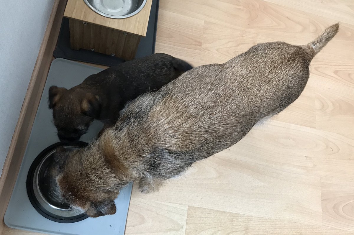 Matt_The_Dog's tweet photo. I can’t even have a drink in peace. Why is she still here? https://t.co/NxytcRy81d