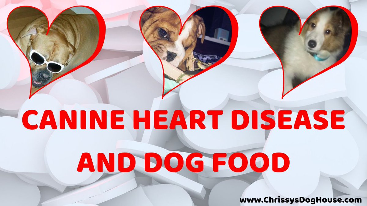 DOG FOOD RECALL:
chrissysdoghouse.com/dog-food-canin…

#Dog #dogmom #dogsoftwitter #doglovers #dogs