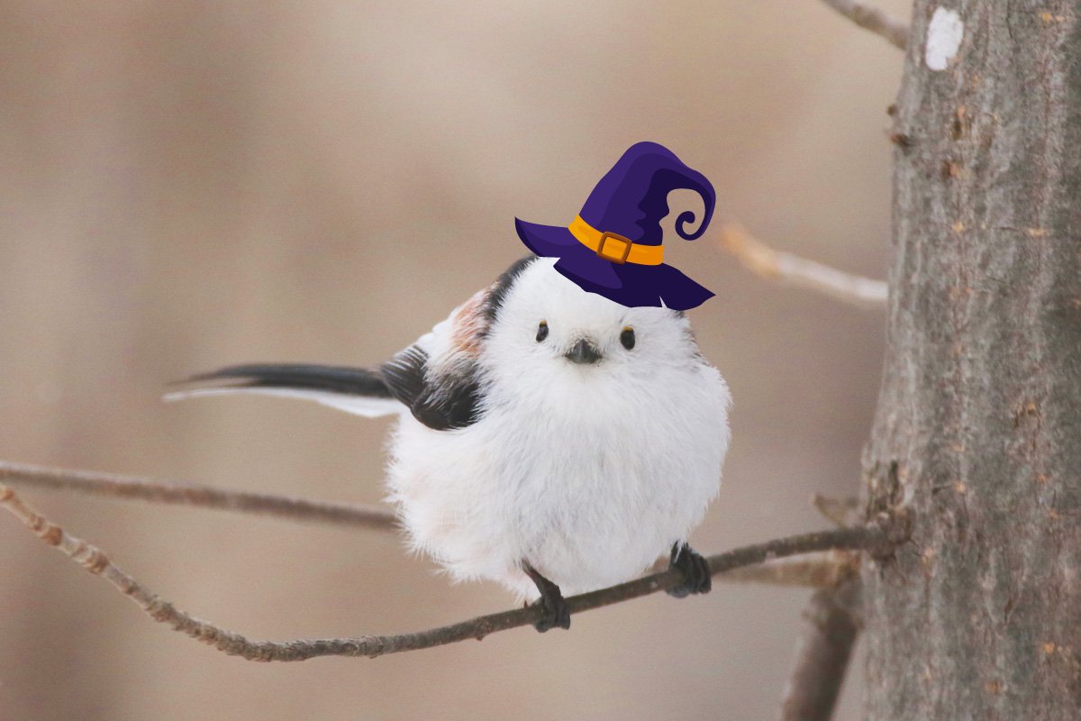 シマエナガ♡ハロウィンパーティー