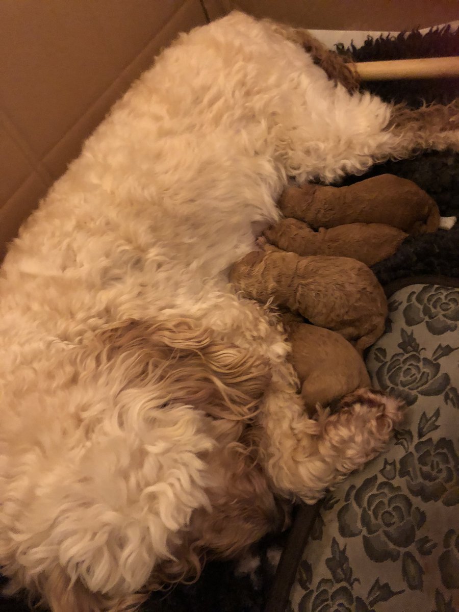 So we decided to call our pups after the radio channel we all listen too <a href="/HeartWales/">Heart Wales</a> <a href="/thisisheart/">Heart</a> names are jagger &amp; woody Amanda and Jamie <a href="/radiojagger/">Simon jagger</a> <a href="/radiowoody1/">Chris Wood</a> <a href="/AmandaHolden/">Amanda Holden</a> <a href="/JamieTheakston/">.</a> cockerpoos born last night . Can they have a hello from you