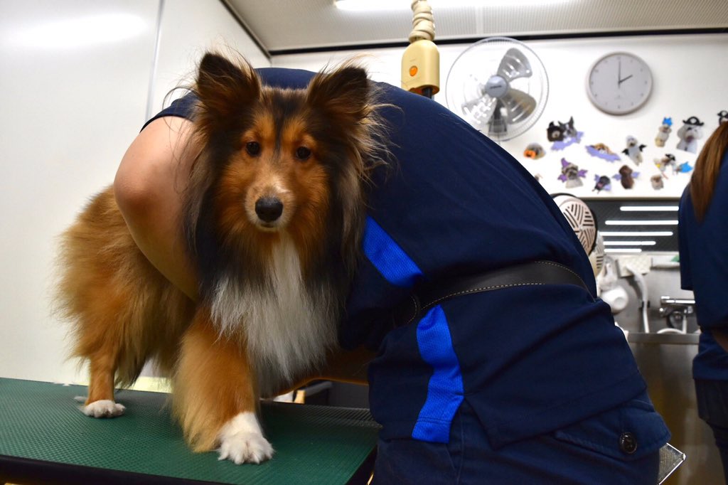 Sheltie_1128's tweet photo. Va祭でプティーシャンプーしてもらいました🛁💓
私は後ろの方でポメちゃんのカットしてたからプー任せっきりだったけどお利口さんにしていたみたいで良かった〜
HR中もお友達が面倒見てくれて沢山遊んでもらえたね☺️！
#シェルティ https://t.co/EQxWpGjQoj