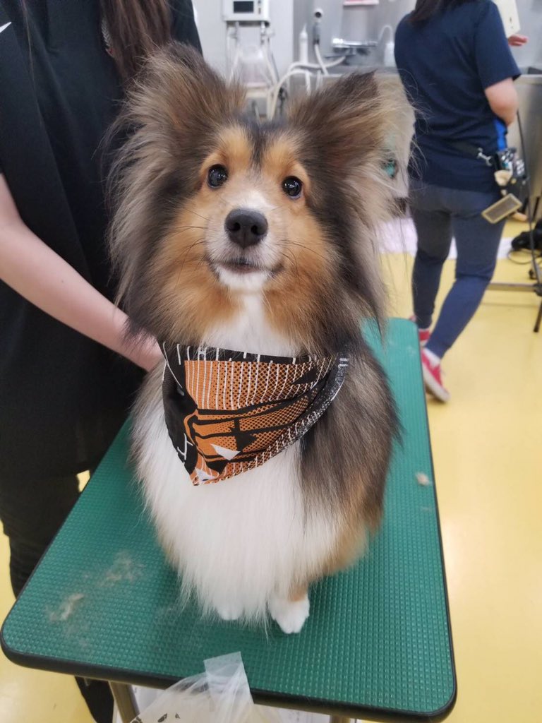 Sheltie_1128's tweet photo. Va祭でプティーシャンプーしてもらいました🛁💓
私は後ろの方でポメちゃんのカットしてたからプー任せっきりだったけどお利口さんにしていたみたいで良かった〜
HR中もお友達が面倒見てくれて沢山遊んでもらえたね☺️！
#シェルティ https://t.co/EQxWpGjQoj