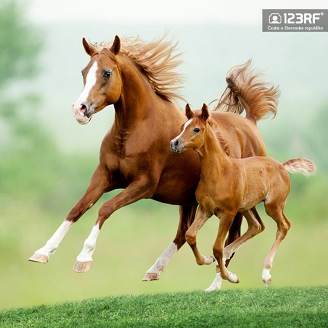 123RF_CZ_SK's tweet photo. Dneska máme lekci běhu. -----
Autor: olgai / ID: 44239449
-----
#123rf #art #artwork #fotobanka #instagood #microstock #picoftheday #photo #photooftheday #photos #pic #pics #picture #pictures #royaltyfree #stockfotografie #stockphotos #kone #hribe #behat… https://t.co/UlqhMnQv8E https://t.co/f4BTDGonMC