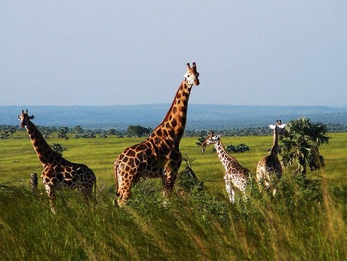 tours_exquisite's tweet photo. - Rothschild giraffe - is now one of the most endangered giraffe species,  #tourugandanow #festiveseasonaldiscounts #experience #tallestsweethearts #exploremore #letstakeyouthere #AWAKEN TO A DIFFERENT WORLD.
Website:https://t.co/TWZnKhcUh2
Email:info@africaexquisitetours.com https://t.co/BdkooTLe9x