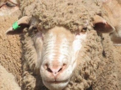 Sheep can recognise our faces, now some NZ researchers want to develop the capability to differentiate and identify sheep, potentially doing away with the need for electronic ear tags 🐑 👉 loom.ly/JpxxwHA #SheepCentral <a href="/irisdatascience/">Iris data science</a> <a href="/callaghannz/">Callaghan Innovation</a>