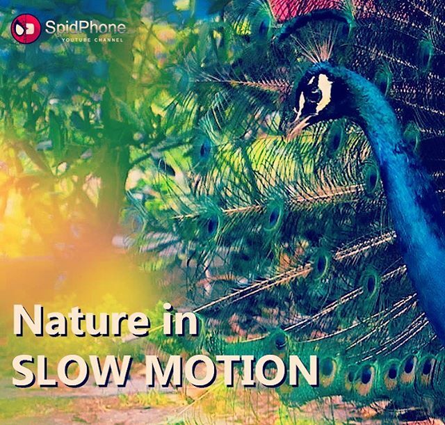 spidphone's tweet photo. Nature in Slow Motion, nuovo video sul canale #youtube #nature #slowmotion #spidphone #ig_nature #ig_naturemagic #ig_naturesbest https://t.co/WludleNyp6 https://t.co/xTGpguvOo6