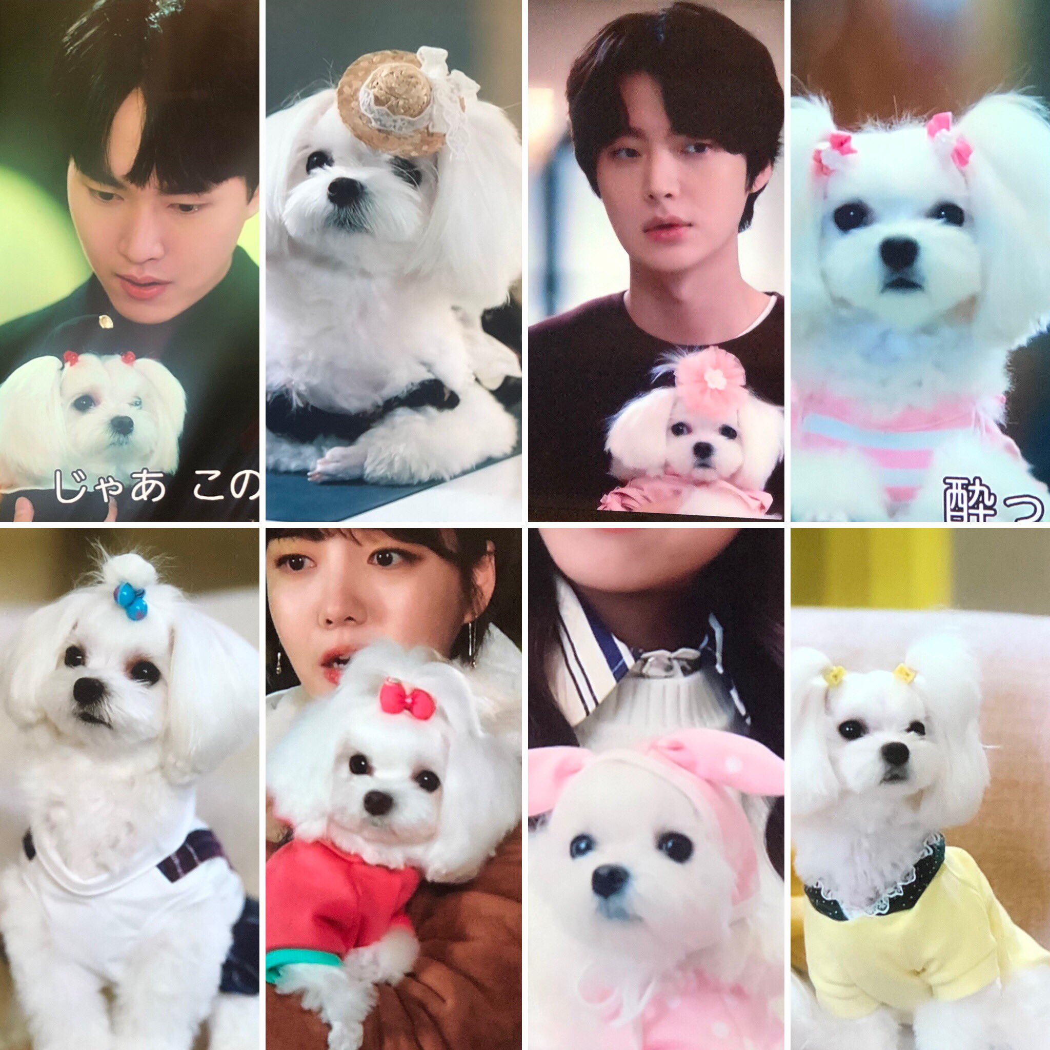 Mellow 韓ドラ垢 僕が見つけたシンデレラ ビューティーインサイド 完走 悪者がいないドラマで最後まで楽しめた 犬好きの私はセゲが飼ってるキンカンに萌え 子犬が子犬抱いてるシーンもwww 最終回のspカメオって誰だったのか分からず