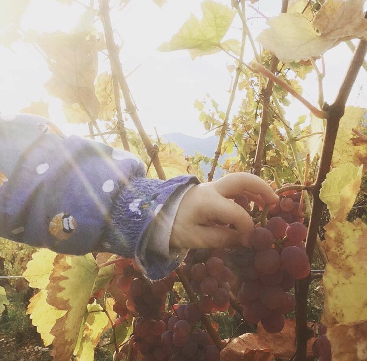 ChaiLesFilles's tweet photo. Petite mimine de la relève au dom. #SchmittCarrer 🤩👌🏼
Abonnez-vous à notre #boxdevins de #vigneronnes pour avoir le plaisir de découvrir les @VinsAlsace ce mois-ci... une pure merveille, l’un de nos coups de ❤️
•m
#vin #winelover #abonnement #vinsdevigneronnes #womendowine https://t.co/KesIt7GU9H