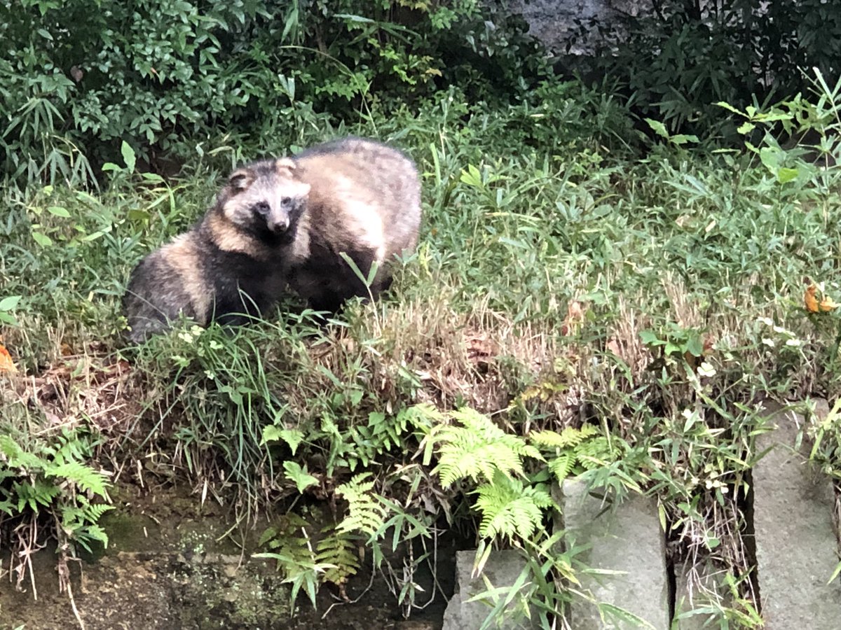 たぬきを見に多摩動物公園に行ってきました🤤 たぬき最高に可愛かった