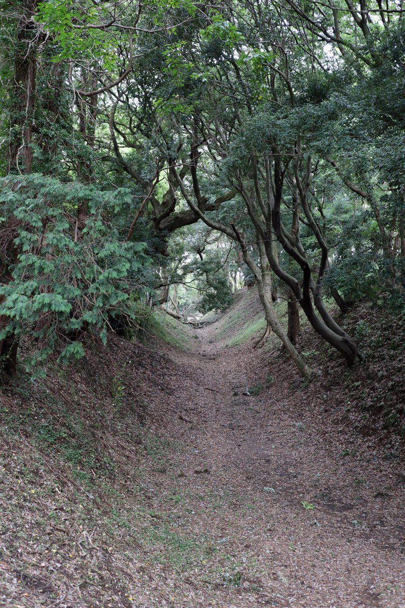 銀雲 今日は小田原の小峯御鐘ノ台大堀切に行ってきました 小田原城は何度か行っていますが総構を歩いたことはなかったので 実際見て深さに圧倒 東堀に倒木がありましたが市街地にあってこの規模は凄い 小田原城 小峯御鐘ノ台大堀切 総構