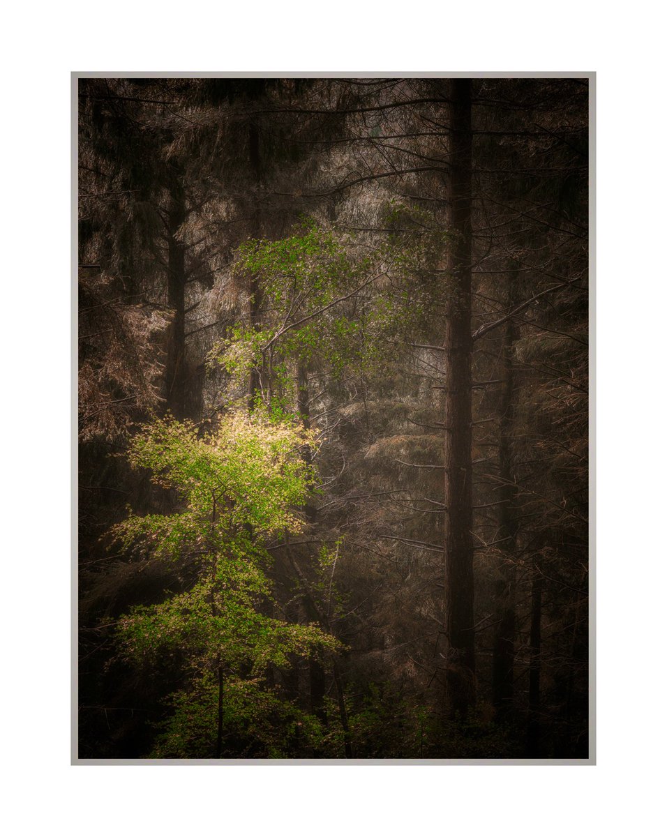GoswellSean's tweet photo. Dunster woods.
Somerset 
#Somerset #exmoor #dunster https://t.co/1pNXsEzoGl
