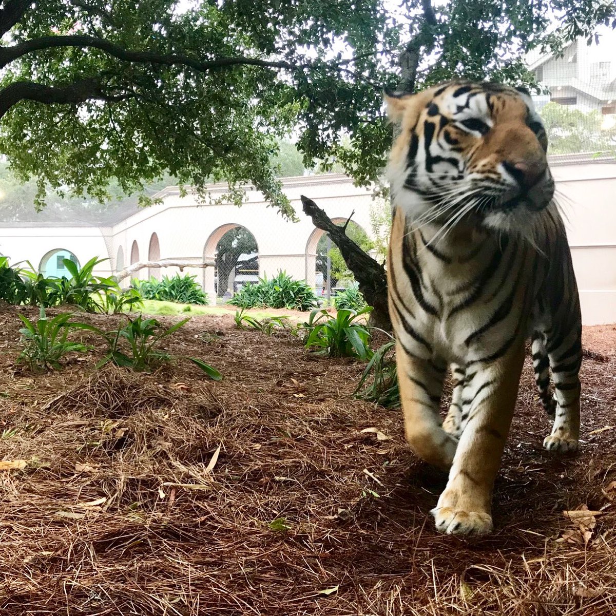 Mike VII tweet media