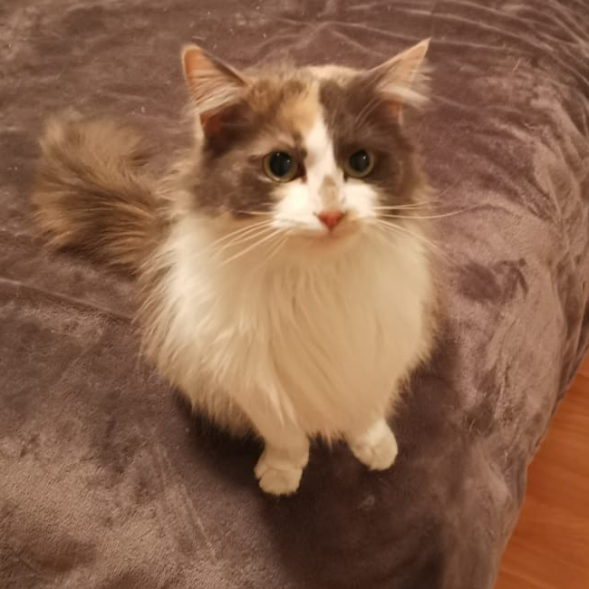 RikkiBrest's tweet photo. The most perfect little nose in all the land ❤️

#djembethecat #myworld #love #catmom #perfectnose #pinknose #iloveher #sheismyworld #lookatthosepaws https://t.co/oQ4kGVpgRz
