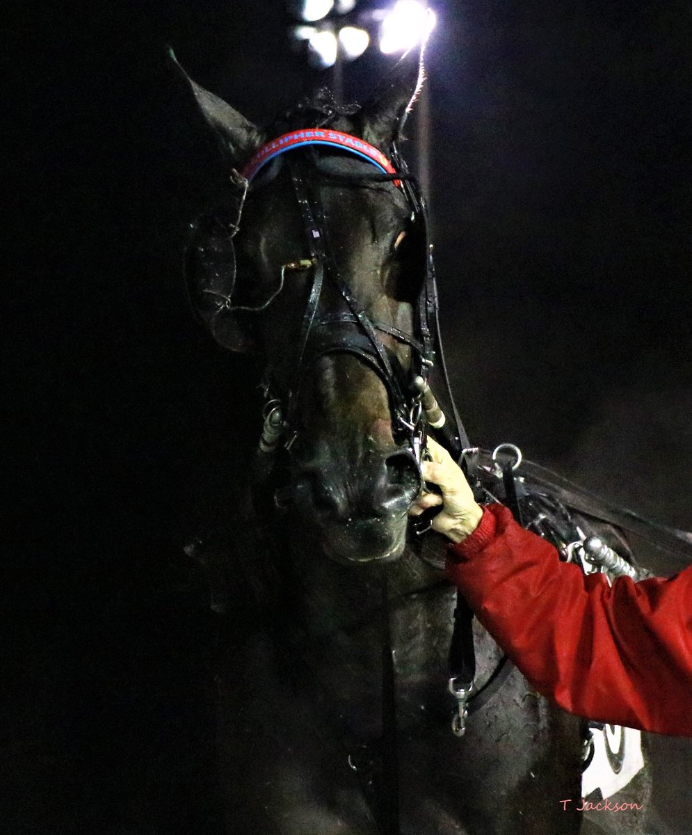 hoosiernations's tweet photo. GoodMorning @JeffCullipher @GlenRmiller64 @TraceTetrick @WrennSandy @Chris_wponies @JoannKi32885615 @rebelsart @jtlburn @kimberlymoier @GlenPeckinpaugh @vnssa926 @KathleenBaitzel @joe_norte @elliotgordon2 @SadandSulk @INStandardbred @HoP_Racing #TjsTopPick #TraceTetrick #PlayHP https://t.co/iwgJBnunc1