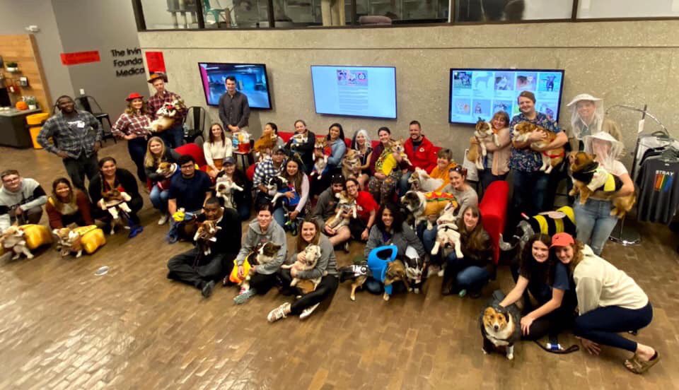 amilin5's tweet image. Pawsome weekend with #corgis #bluemerlecorgi @ChicagoCorgi #howlween pawty Samba won cutestrs costume, she was a hotdogga in mane scarf :) had so much fun at #hinsdaleaspca 🐶🎃🦁