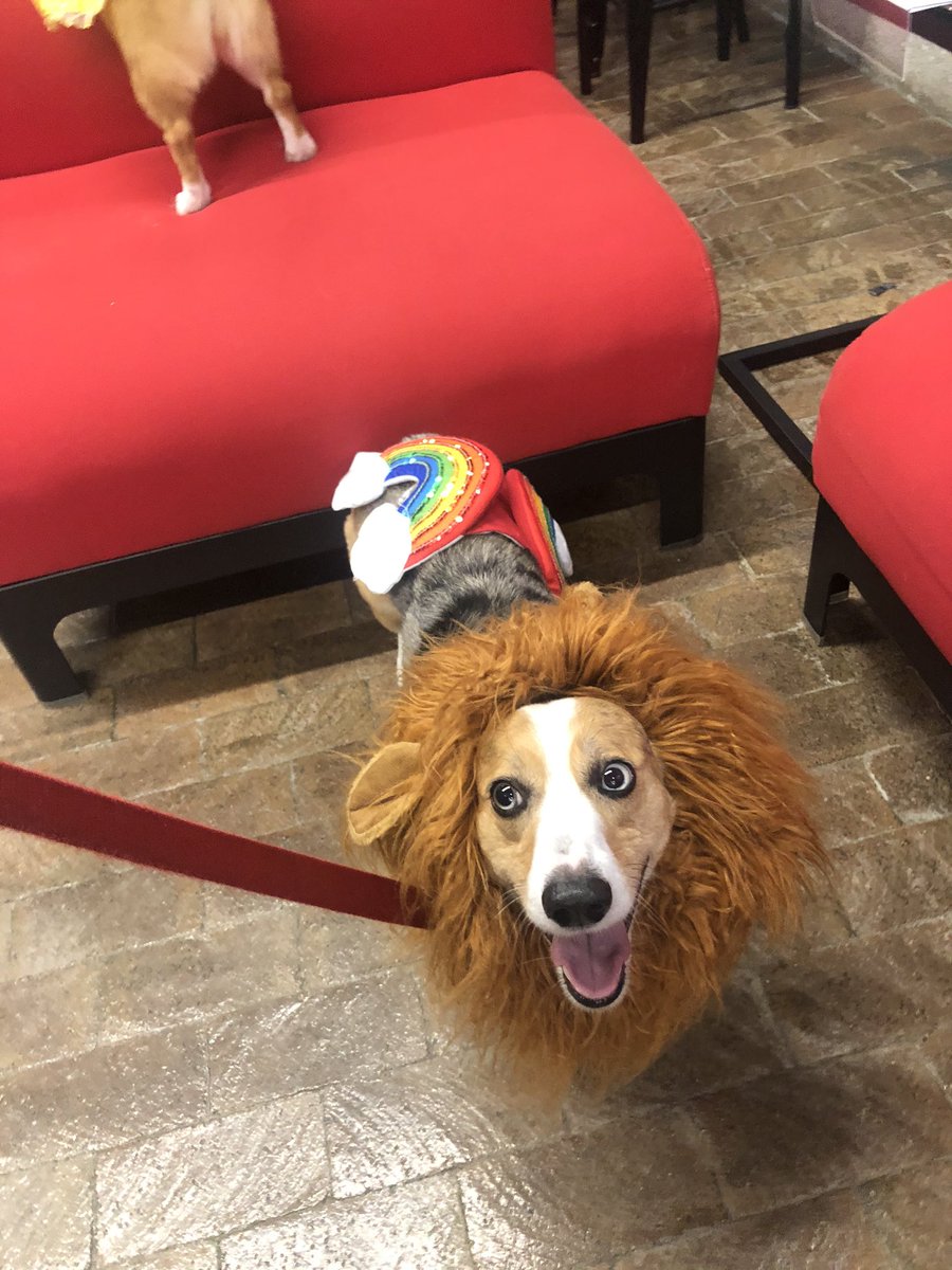 amilin5's tweet image. Pawsome weekend with #corgis #bluemerlecorgi @ChicagoCorgi #howlween pawty Samba won cutestrs costume, she was a hotdogga in mane scarf :) had so much fun at #hinsdaleaspca 🐶🎃🦁