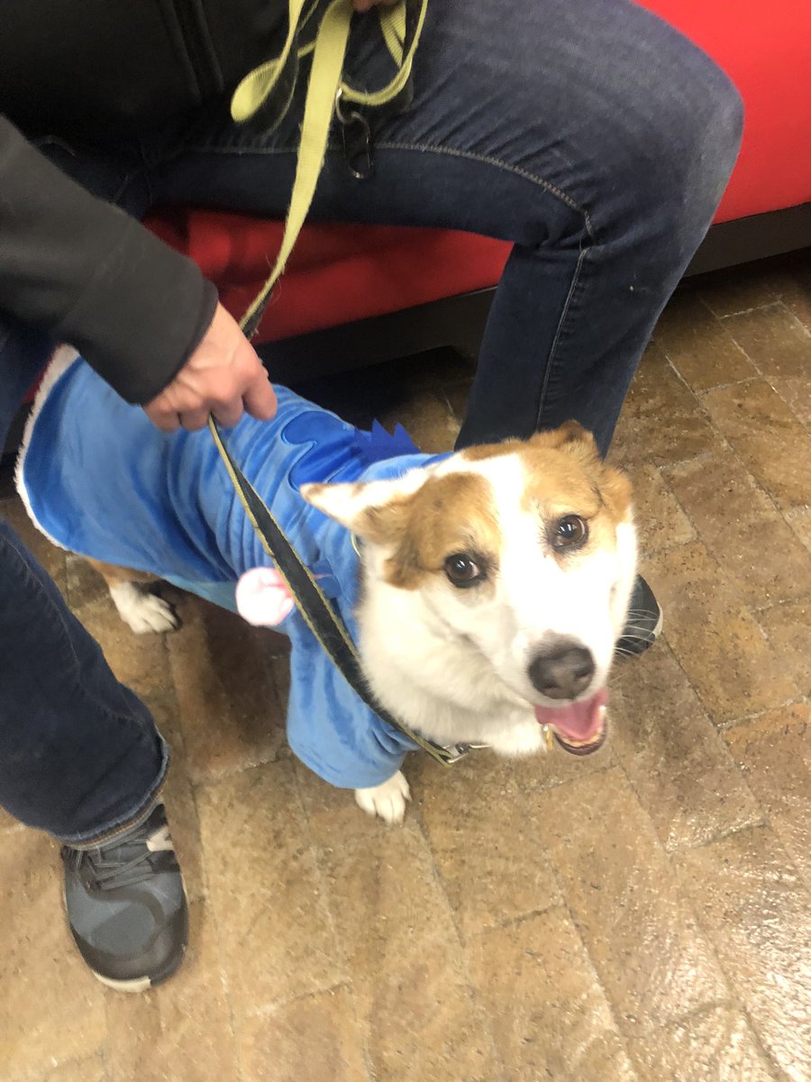 amilin5's tweet image. Pawsome weekend with #corgis #bluemerlecorgi @ChicagoCorgi #howlween pawty Samba won cutestrs costume, she was a hotdogga in mane scarf :) had so much fun at #hinsdaleaspca 🐶🎃🦁