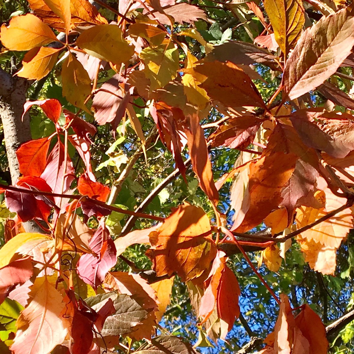It’s a great day to be outside. Take a walk at lunchtime and enjoy the beauty of fall!