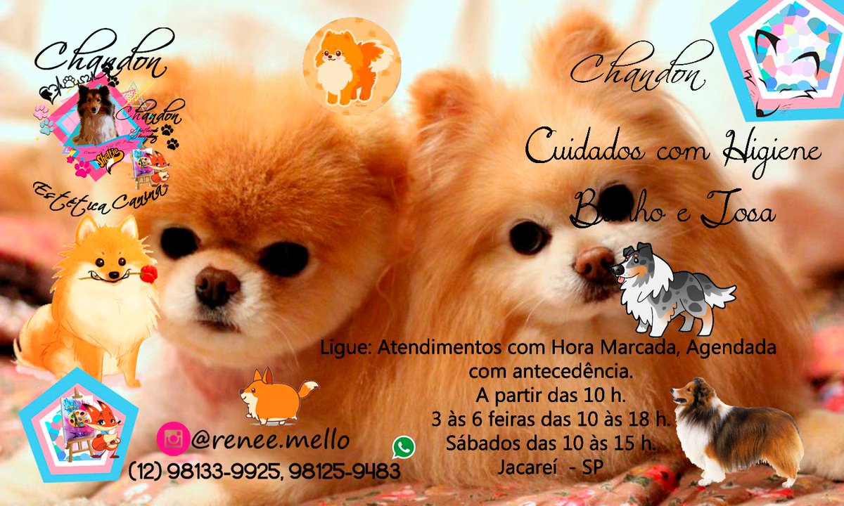 ReRIntrodesign's tweet image. Jacareí -SP: Banhos, Tosas e Caminhadas