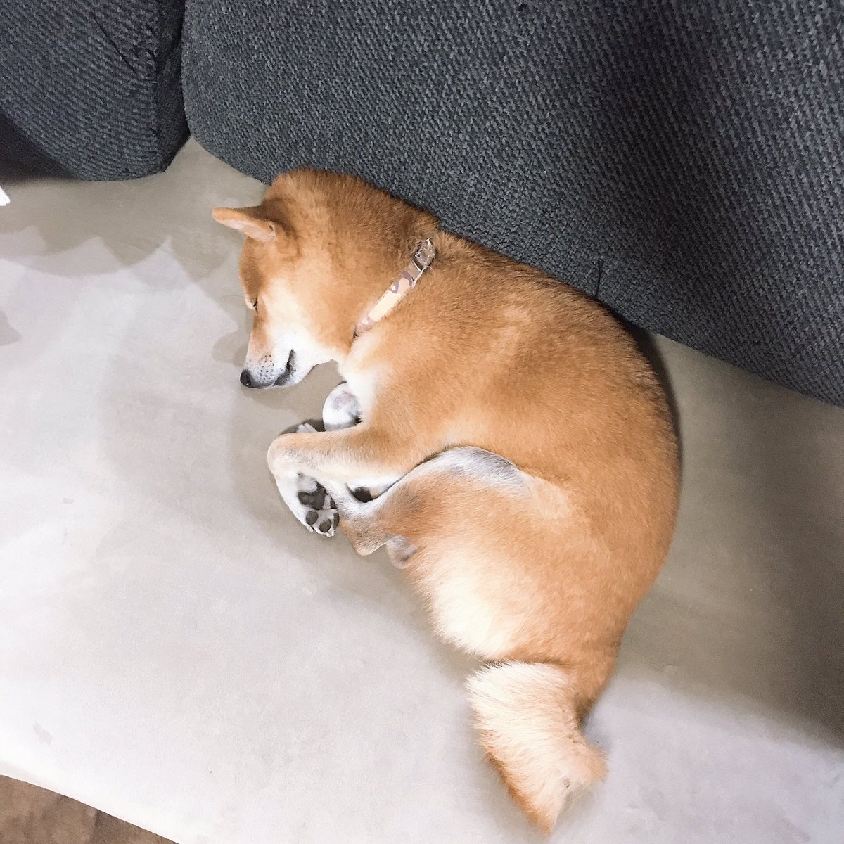 豆柴ぶん太 ミジンコ寝 可愛いと思ったらrt 拡散希望 リツイートした人で気になった人お迎え 柴犬 豆しば 豆柴