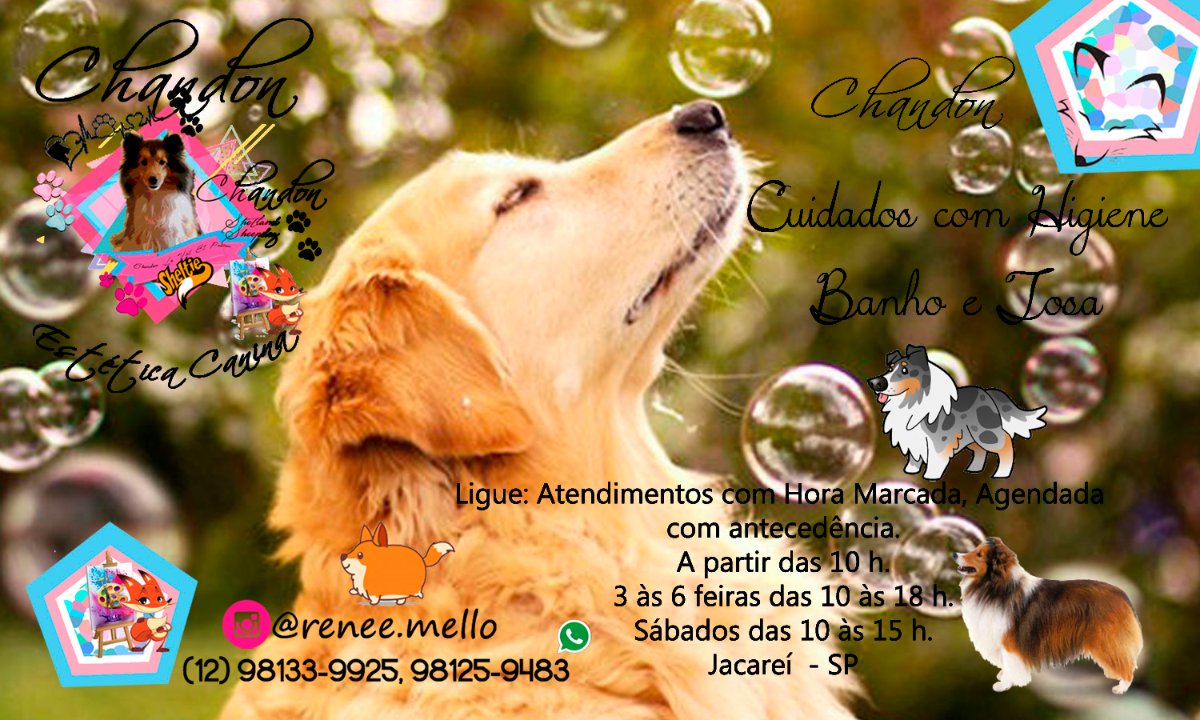 ReRIntrodesign's tweet image. Jacareí - SP: Atendimento em Domicílios: Banhos, Tosas e Caminhadas