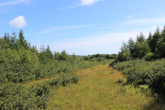 RED HOT LISTING OF THE DAY

Picture your NEW HOME on this gorgeous parcel of land! Or perhaps an investment property? You've got all winter to plan.

53 Grover Dr Williamswood
MLS®#201922657
$99,500

Denise MacDonell: 902.456.5727, denise@reddoorrealty.ca

reddoorrealty.ca/listings/detai…