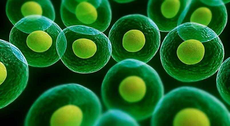 norcaloa's tweet photo. #Mesenchymal_Stem_Cells (MSCs) comprise a #population of #multipotent_progenitors which can be originally isolated from #bone_marrow, #adipose #tissue, #muscle, #placenta, #umbilical_cord and #umbilical_cord_blood 
https://t.co/NBk8zo6XRF https://t.co/ds6McTy00w