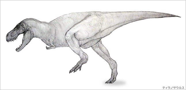 ট ইট র ひとり古生物祭り 目ん玉が正面向いてるってことは 横から見た目ん玉はこうなるのか ティラノサウルス