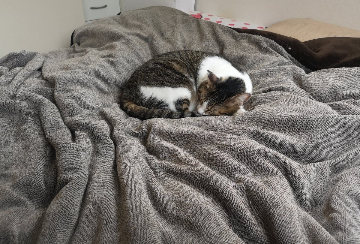 Uživatel yoh na Twitteru: u201e毛布好きな猫と毛布みたいな猫がうちにい 