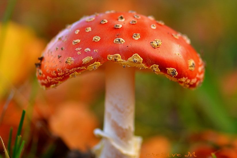 #herfstvakantie #herfst #paddenstoelentijd #vliegenzwam Een hele fijne week iedereen!