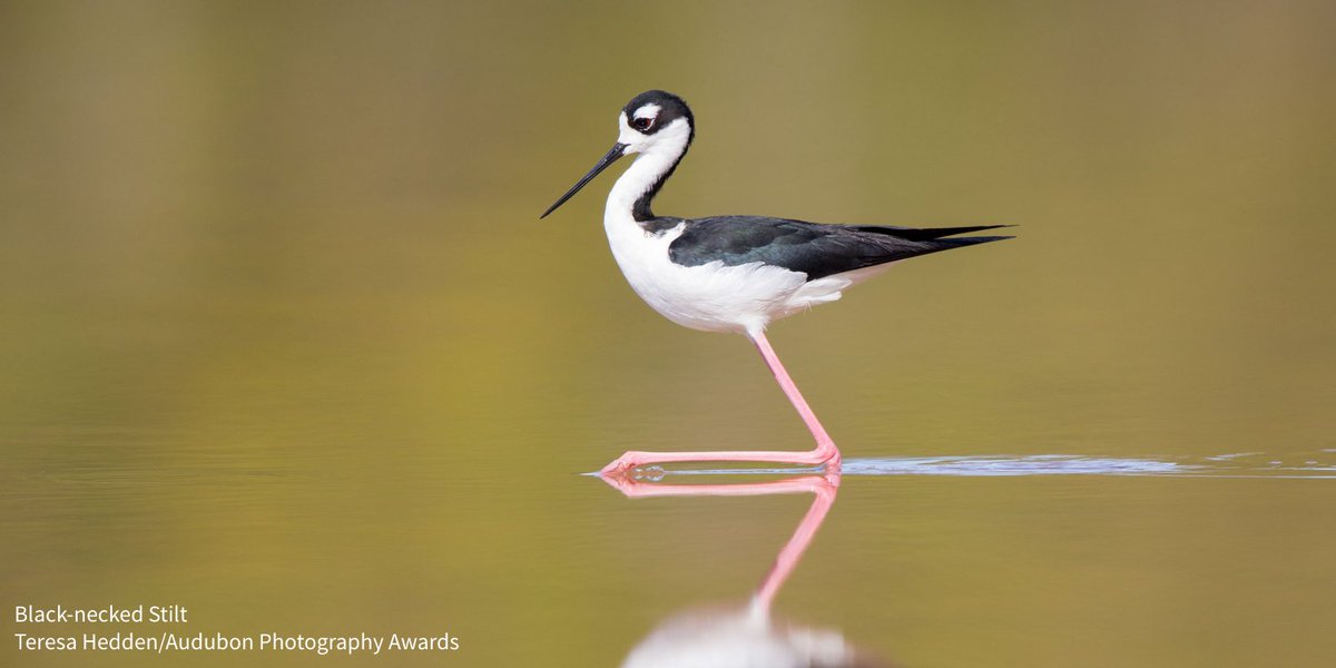 audubonsociety's tweet photo. Black-necked Stilts can be found along sun-baked flats around shallow lakes, wading for insects and crustaceans in the water: https://t.co/YyAGGorO5U https://t.co/PFbAvjtF6S