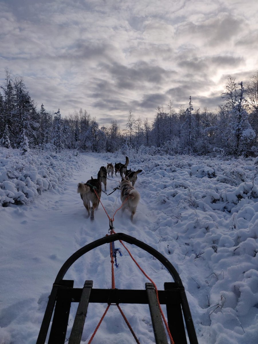 NiinaNinja's tweet image. Parasta just nyt: koiravaljakkosafarit aloitettu 21.10. - 10c pakkasessa! 💙❄️🐾 First husky safari started today with - 10c! #Vuodetjaveljet #harriniva @HarrinivaHS #bestinwilderness #winterishere #laplandfinland #muonio