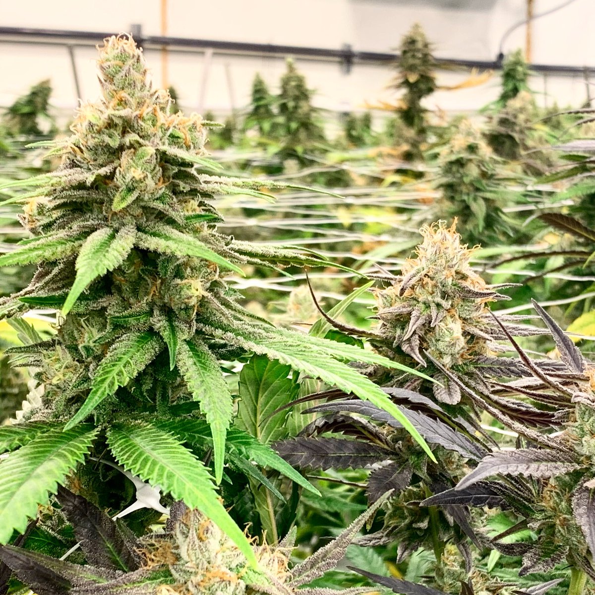 RareDankness's tweet photo. Starting the weekly grind - Monday #Monday #raredankness #dankness #getyourgrowon #wedodank #wheredoyouskunk #instadaily #plants #cupwinner #spannabis #spannabiswinner #uk #spain #Chile #usa #raredankness ⭐️ #FloOg https://t.co/vRX3IESlVM