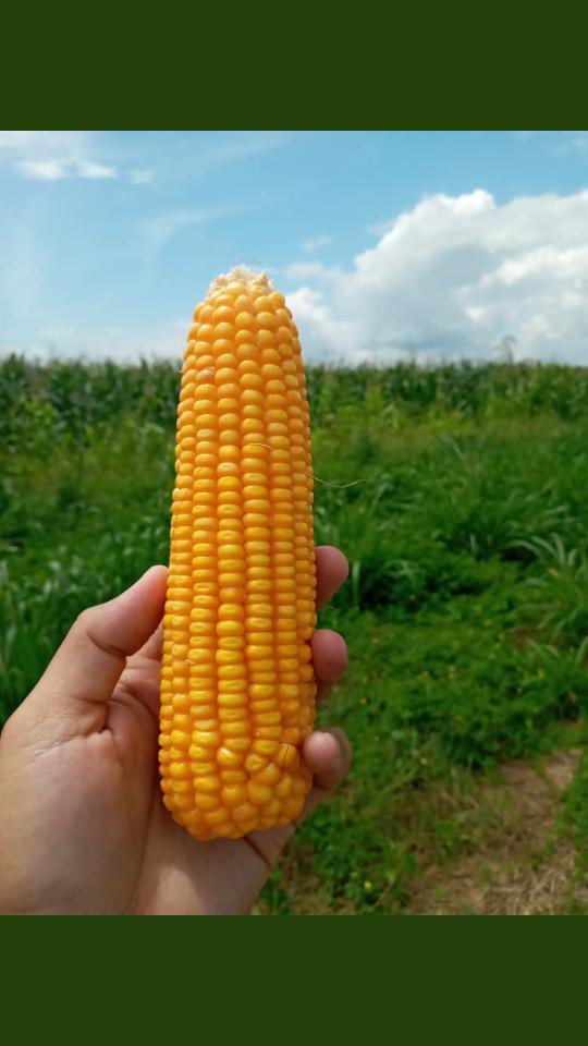 desarrolloagropecuar (@desarrolloagro4) on Twitter photo así va el maíz del proyecto agroproductivo diluvio-palmar, que servira de semilla para todos nuestros campesinos y campesinas. #zuliamia @OmarPrietoGob <a href="/NicolasMaduro/">Nicolás Maduro</a> <a href="/dcabellor/">Diosdado Cabello R</a> así va el maíz del proyecto agroproductivo diluvio-palmar, que servira de semilla para todos nuestros campesinos y campesinas. #zuliamia @OmarPrietoGob <a href="/NicolasMaduro/">Nicolás Maduro</a> <a href="/dcabellor/">Diosdado Cabello R</a>