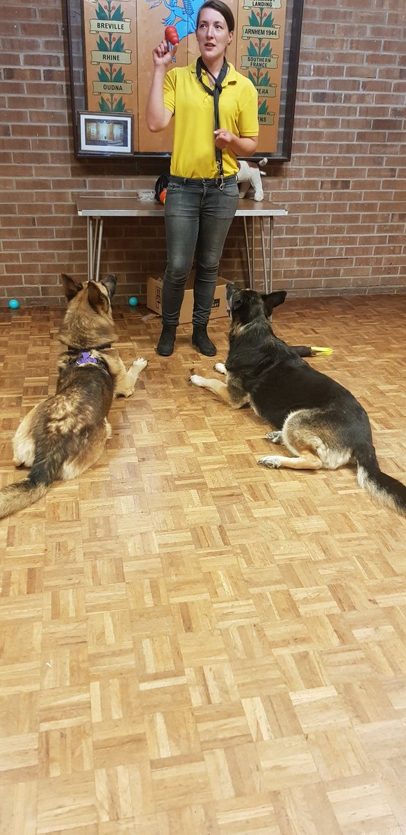 TheDogH77548717's tweet photo. A brilliant seminar yesterday with @HighPeakDogs it was great fun and everyone loved it!
(Skye and Hunter stole the show obvs!)
#3sts #barkingdogseminar https://t.co/HIFjHrJRmM